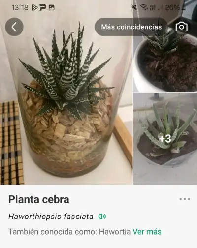 Planta suculenta bote y suculenta cebra - miniatura 2