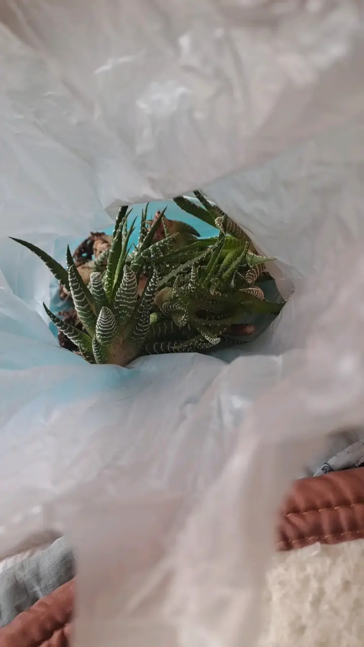 Planta suculenta bote y suculenta cebra - 3