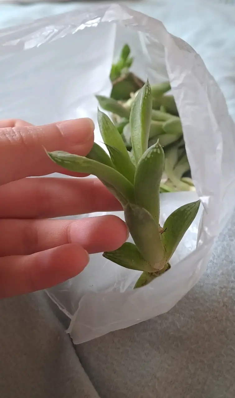 Planta suculenta bote y suculenta cebra - 4