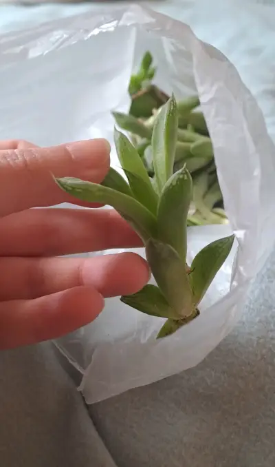 Planta suculenta bote y suculenta cebra - miniatura 4