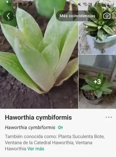 Planta suculenta bote y suculenta cebra - miniatura 5