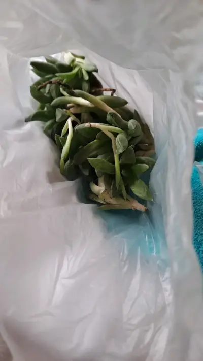 Planta suculenta bote y suculenta cebra - miniatura 6