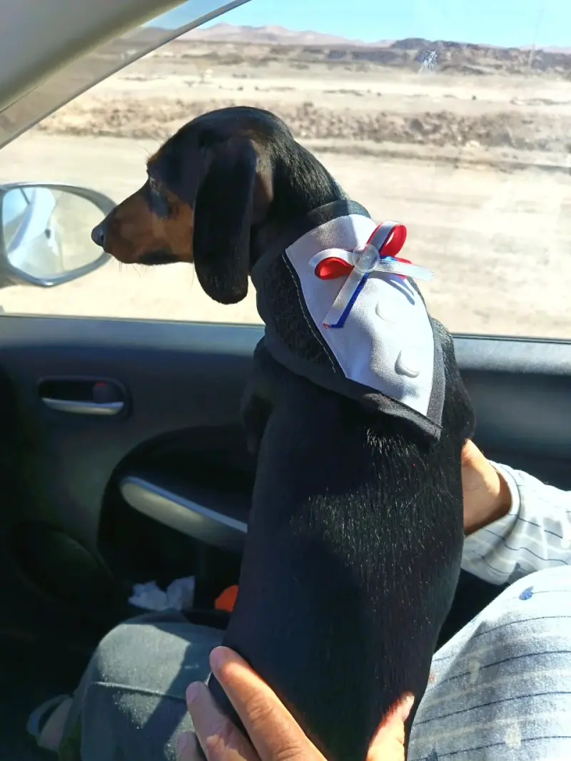 Bandana para perro !! Fiestas patrias!! - 1