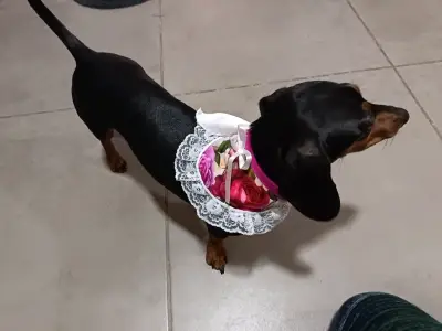 Bandana para mascota (fiestas patrias) - miniatura 1