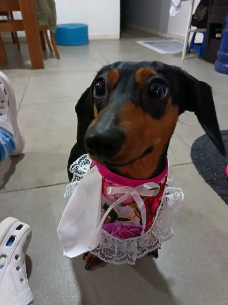 Bandana para mascota (fiestas patrias) - 3
