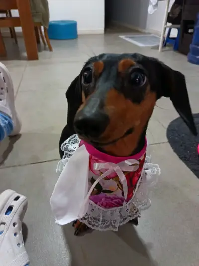 Bandana para mascota (fiestas patrias) - miniatura 3