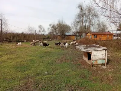 Terreno de 7200 m2 en Coltauco - miniatura 4
