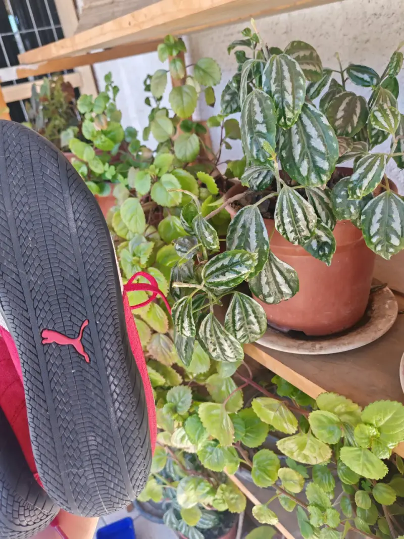 Zapatillas Puma speedcat rojas - 3