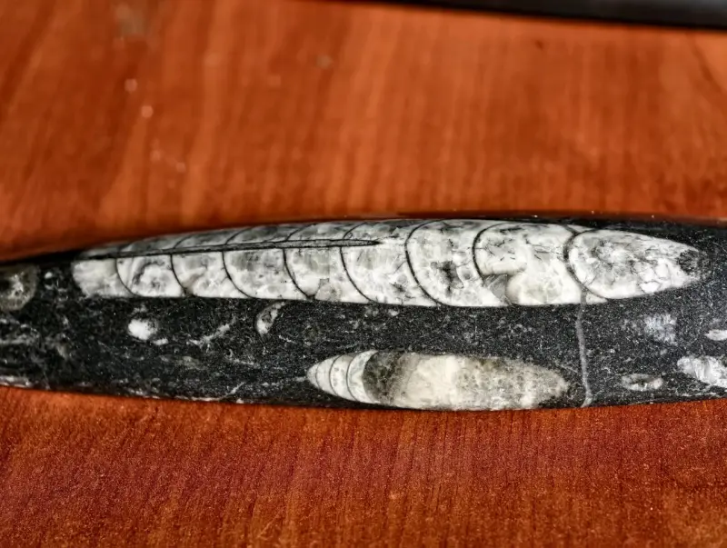 Fósil de Orthoceras - 2
