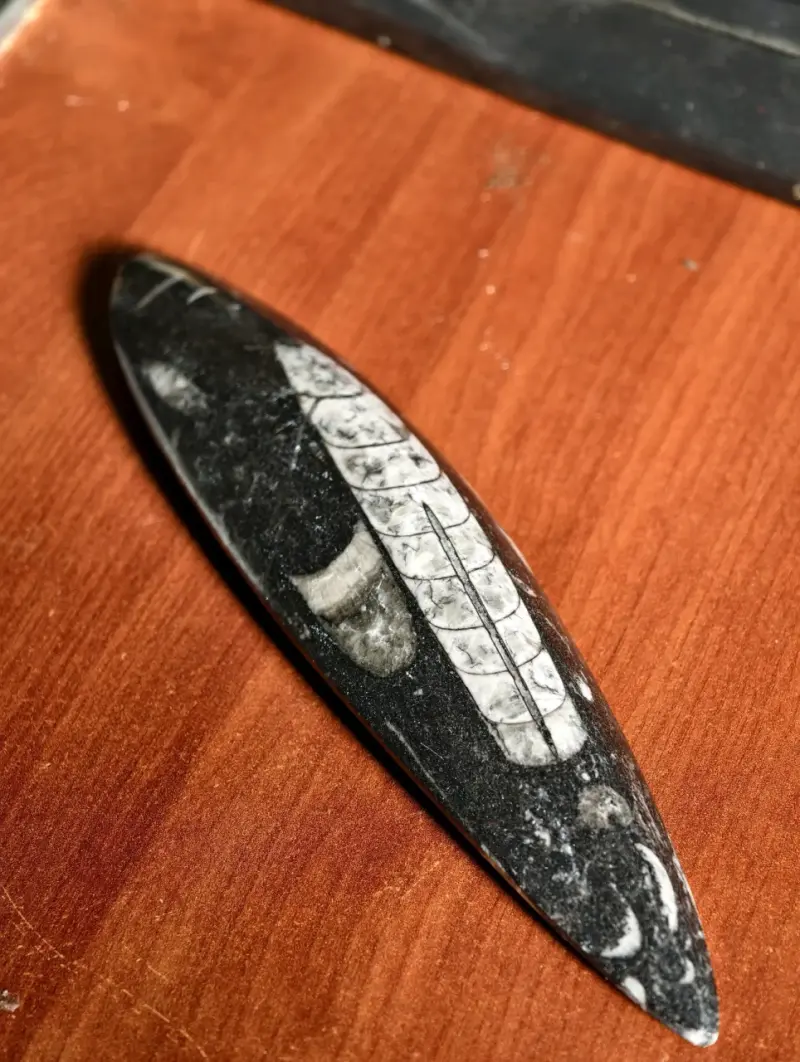 Fósil de Orthoceras - 3
