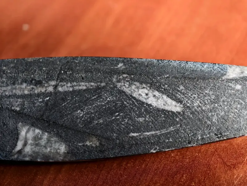 Fósil de Orthoceras - 4