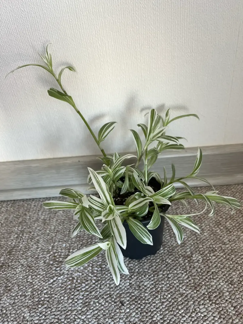 Planta de interior tradescantia blanca