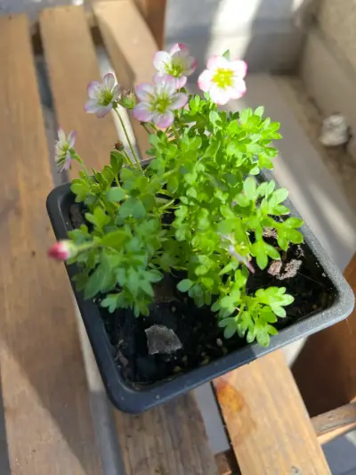 Planta de Saxifraga - miniatura 1