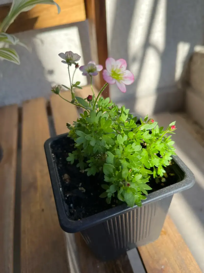 Planta de Saxifraga - 2