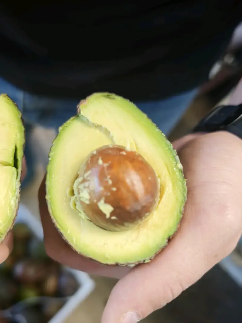 Palta Hass fresca de alta calidad - 1