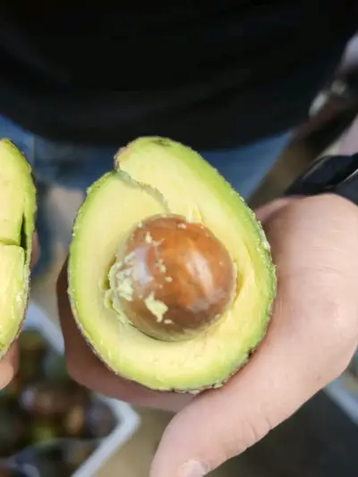 Palta Hass fresca de alta calidad - miniatura 1