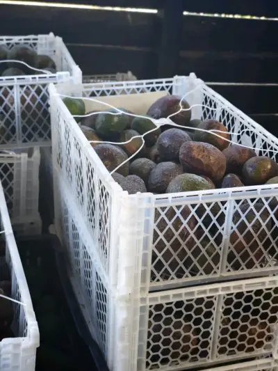 Palta Hass fresca de alta calidad - miniatura 2