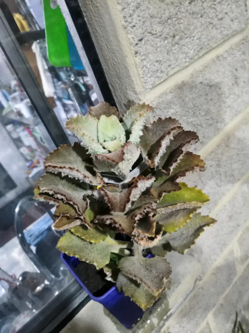 Planta suculenta Kalanchoe beharensis en maceta - 1