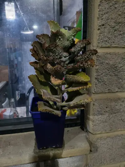 Planta suculenta Kalanchoe beharensis en maceta - miniatura 2