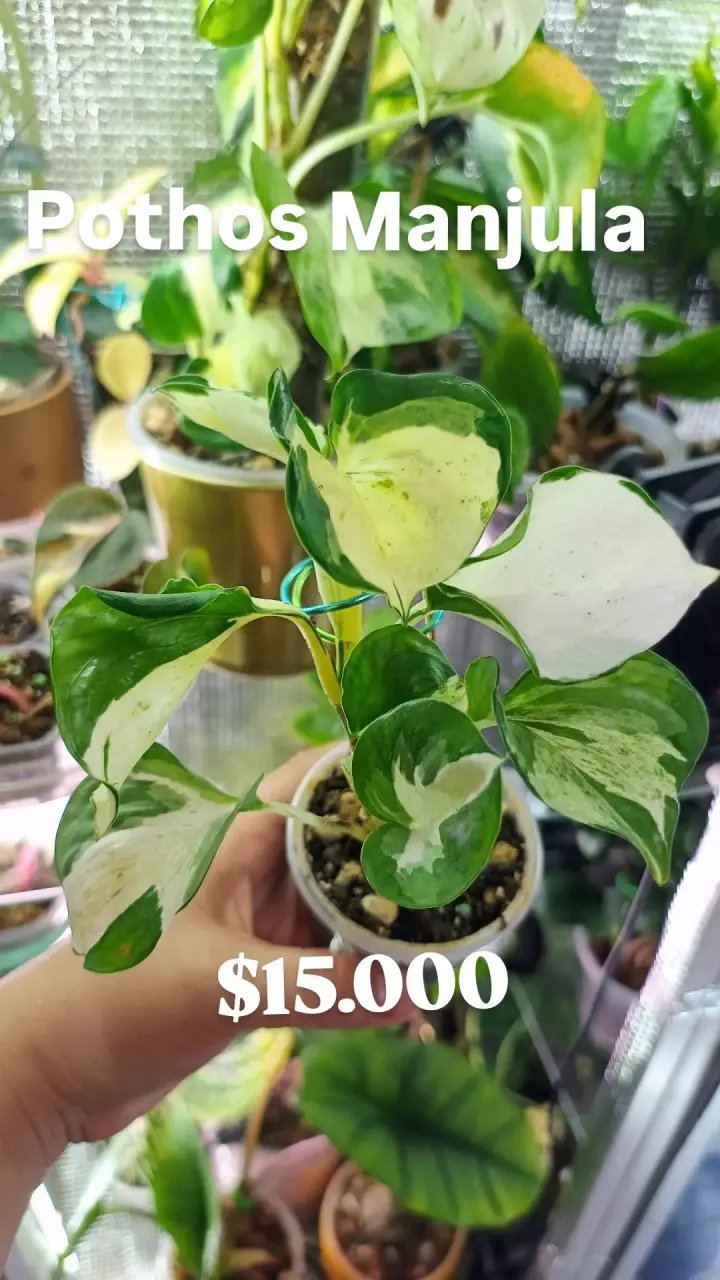 Planta Pothos Manjula en Maceta - 1