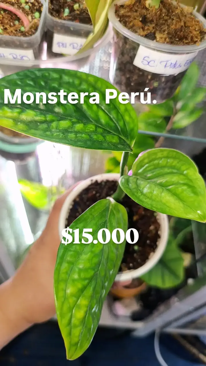 Planta Pothos Manjula en Maceta - 2