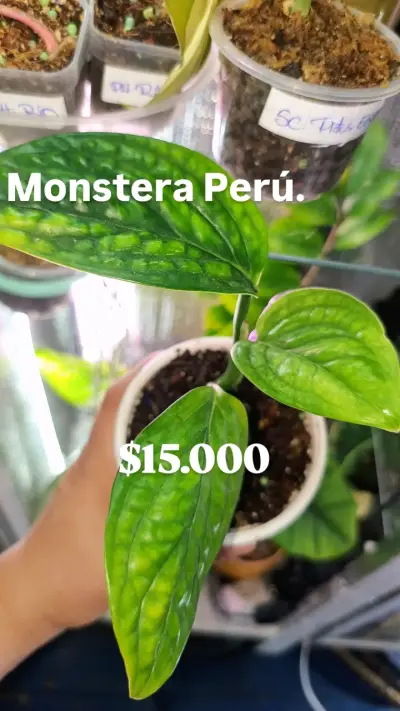 Planta Pothos Manjula en Maceta - miniatura 2