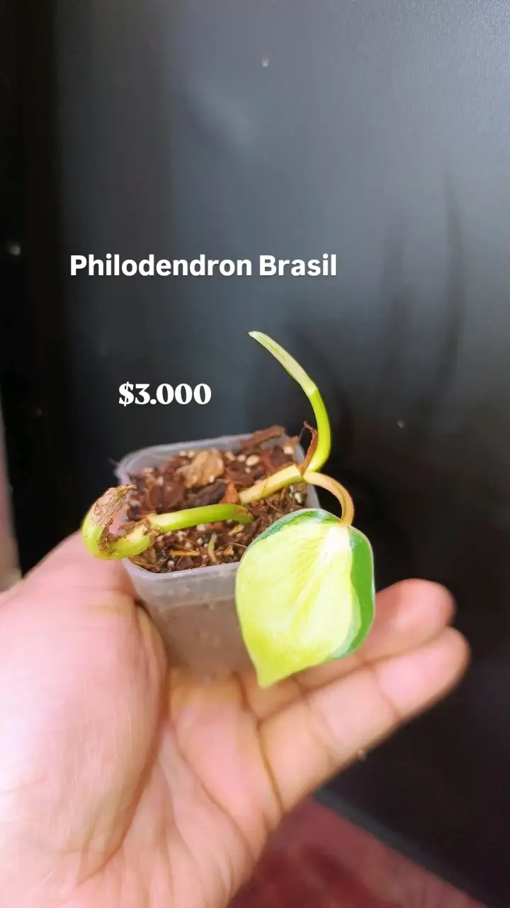 Planta Pothos Manjula en Maceta - 3