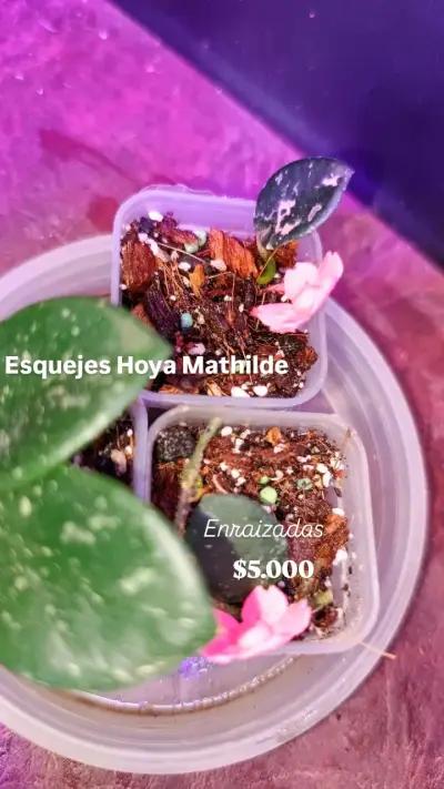 Planta Pothos Manjula en Maceta - miniatura 4