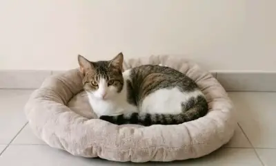 Cama redonda para mascotas - miniatura 3