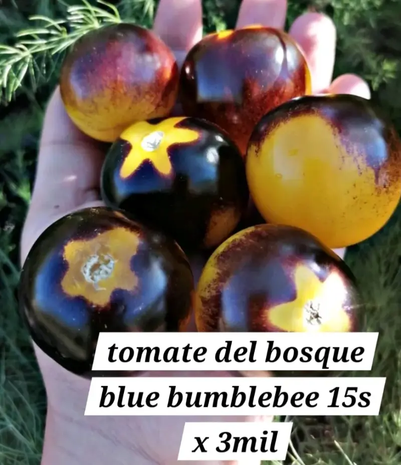 Tomates Blue Bumblebee del Bosque - 1
