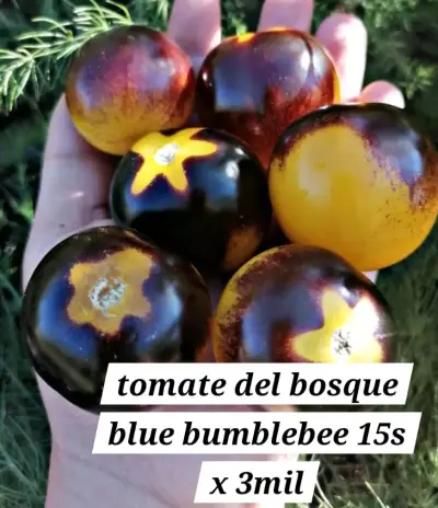 Tomates Blue Bumblebee del Bosque - miniatura 1