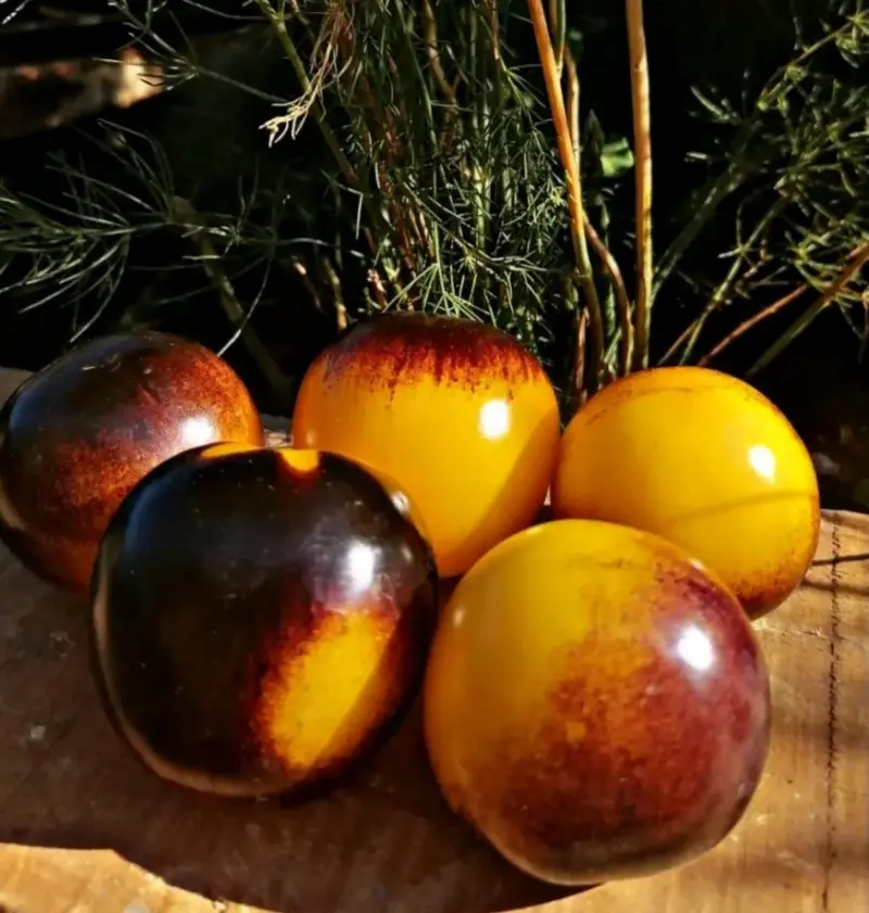 Tomates Blue Bumblebee del Bosque - 2