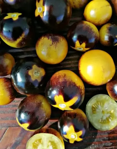 Tomates Blue Bumblebee del Bosque - miniatura 3