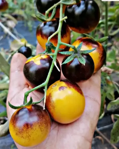 Tomates Blue Bumblebee del Bosque - miniatura 4