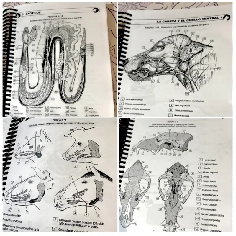 Libro para pintar anatomía veterinaria EN ESPAÑOL - 2