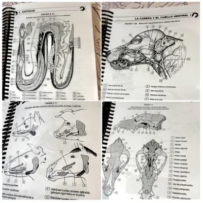 Libro para pintar anatomía veterinaria EN ESPAÑOL - miniatura 2