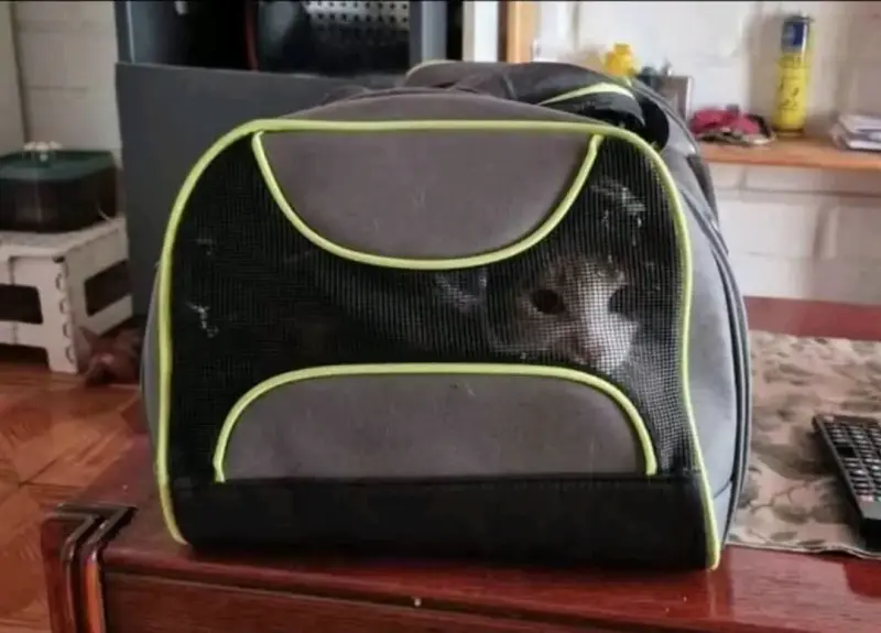 Mochila transportadora para mascotas con ventilación - 2