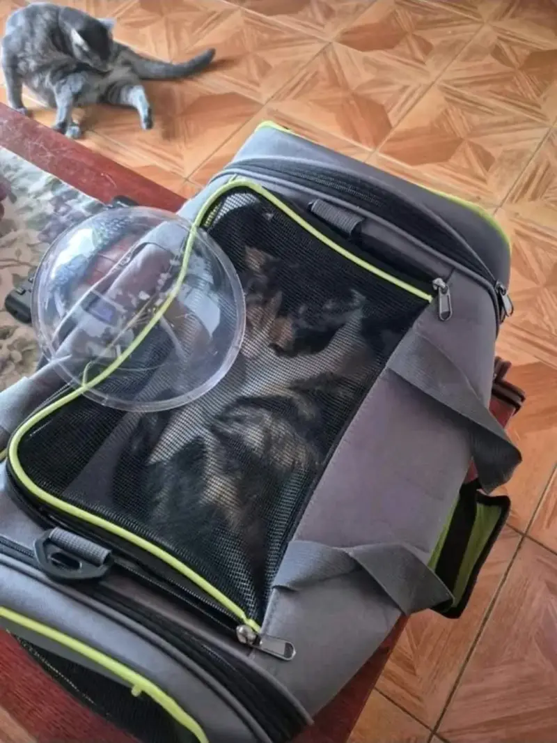 Mochila transportadora para mascotas con ventilación - 4