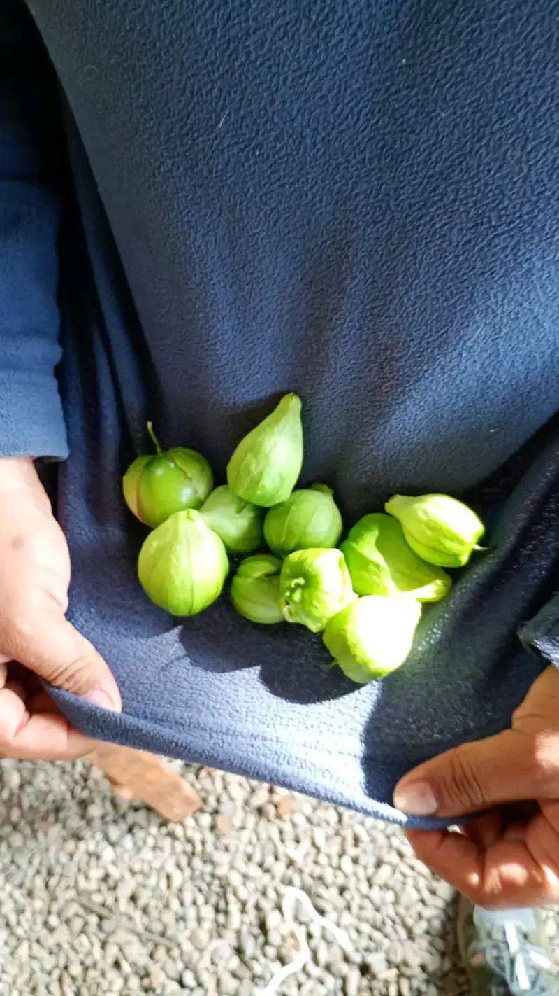 Semillas de Tomate verde Mexicano - 2