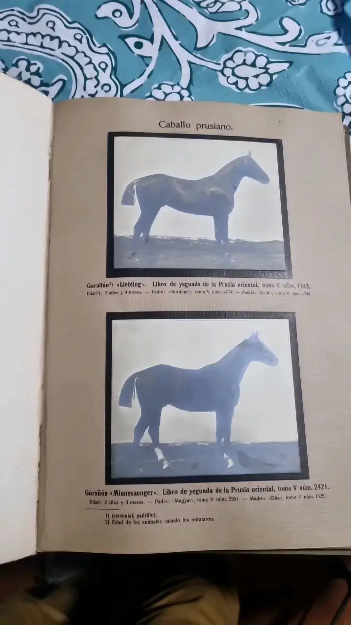 Libro antiguo 'Razas Alemanas de Animales' 1913 - 4