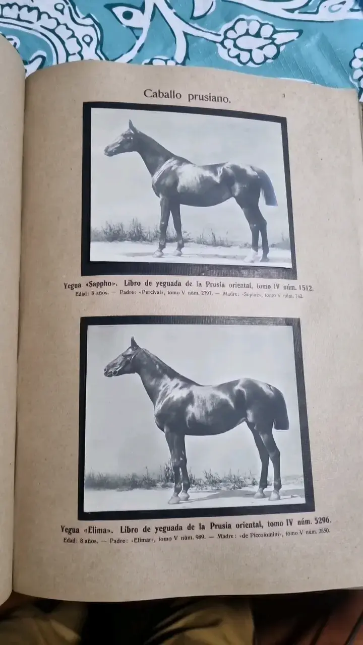 Libro antiguo 'Razas Alemanas de Animales' 1913 - 5