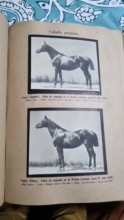 Libro antiguo 'Razas Alemanas de Animales' 1913 - miniatura 5