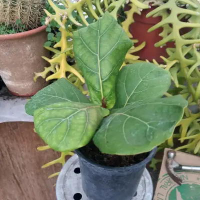Planta Ficus Lyrata en Maceta Negra - miniatura 1