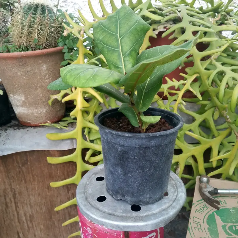 Planta Ficus Lyrata en Maceta Negra - 1
