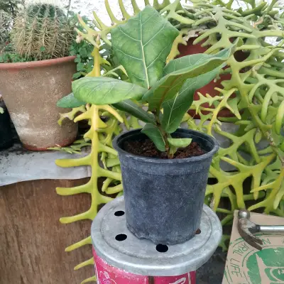 Planta Ficus Lyrata en Maceta Negra - miniatura 1