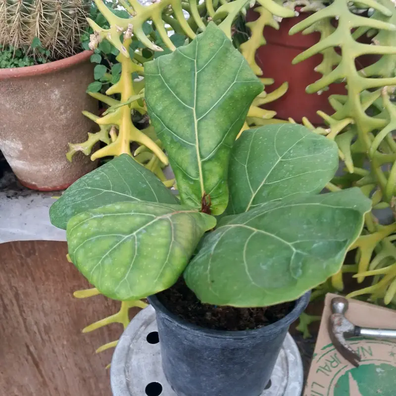 Planta Ficus Lyrata en Maceta Negra - 2