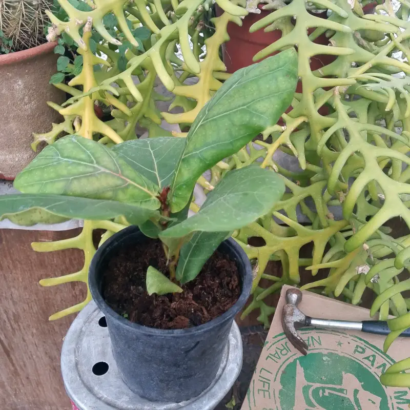 Planta Ficus Lyrata en Maceta Negra - 3
