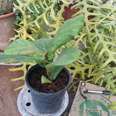 Planta Ficus Lyrata en Maceta Negra - miniatura 3