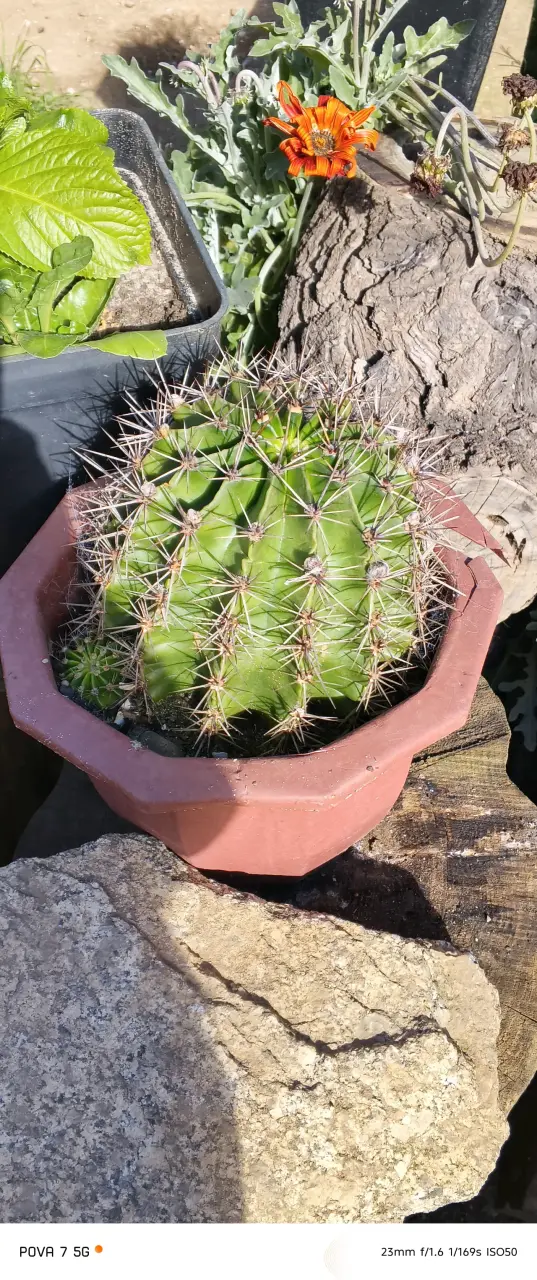Cactus en maceta de barro