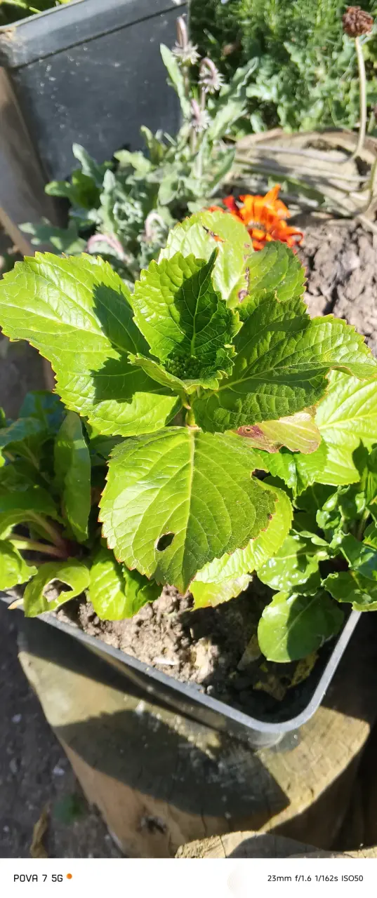 Planta de Hortensia en Maceta